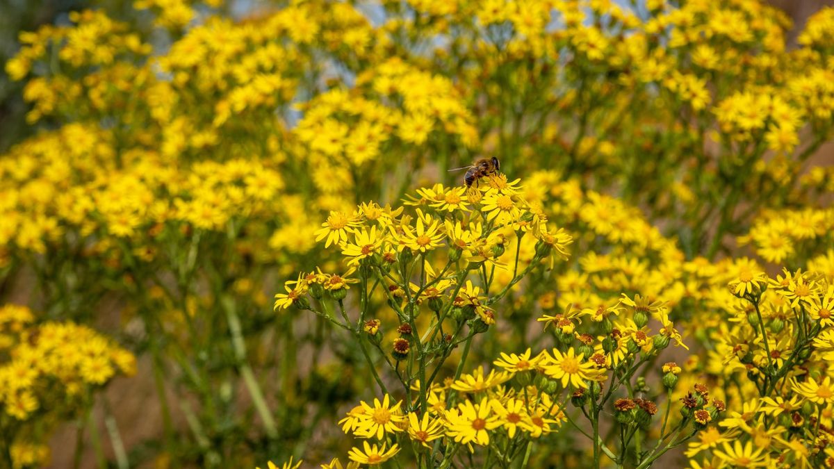 Starzec jakubek ma silne działanie toksyczne.