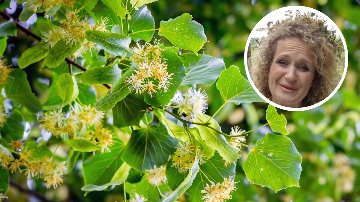 Ewa zdradza jak zrobić kawę z orzeszków lipy.