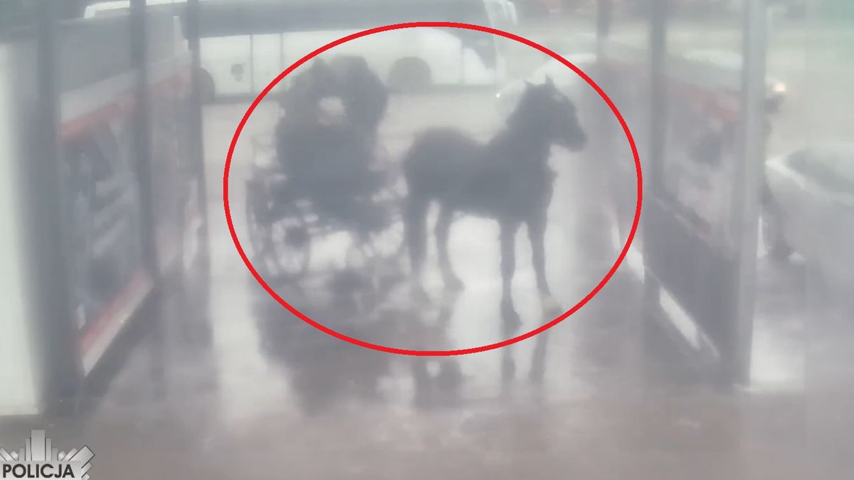 Myli konia na myjni samochodowej. Policja pokazała nagranie