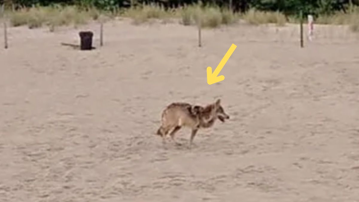 Wilk grasuje po plaży 