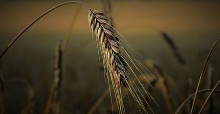 Raport USDA może wywołać trzęsienie na rynku zbóż