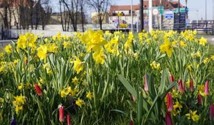 Gliwice. Szary Śląsk? Miasto nasadziło 83 tysiące roślin