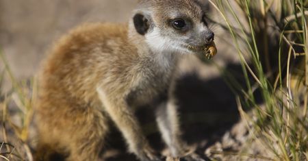 Nazwij karalucha imieniem byłego. Akcja łódzkiego ZOO