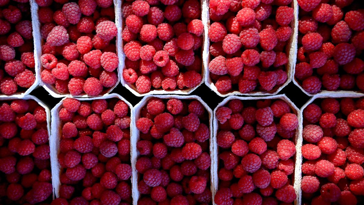 Ceny malin przyprawiają o zawrót głowy