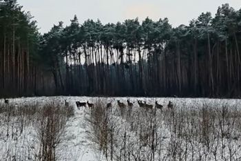 Cała chmara na polanie. Wybiegły nagle. Wystarczyło kilka sekund