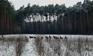 Cała chmara na polanie. Wybiegły nagle. Wystarczyło kilka sekund
