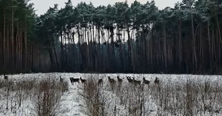 Cała chmara na polanie. Wybiegły nagle. Wystarczyło kilka sekund