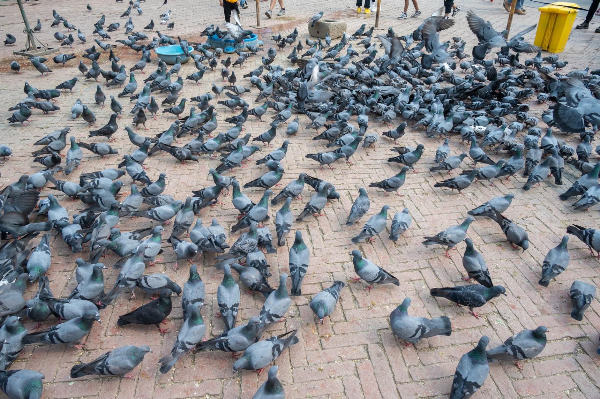 Wzrost zachorowań na papuzice w Europie