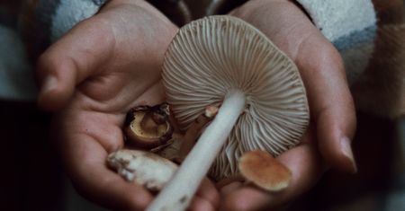 Suszarka nie tylko do grzybów. To urządzenie daje dużo więcej możliwości