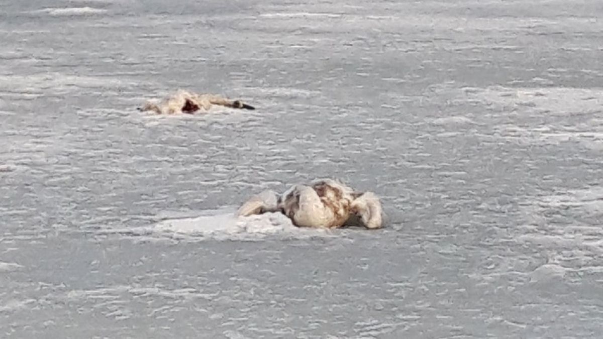 Władysławowo. Martwe łabędzie przymarzły do tafli lodu