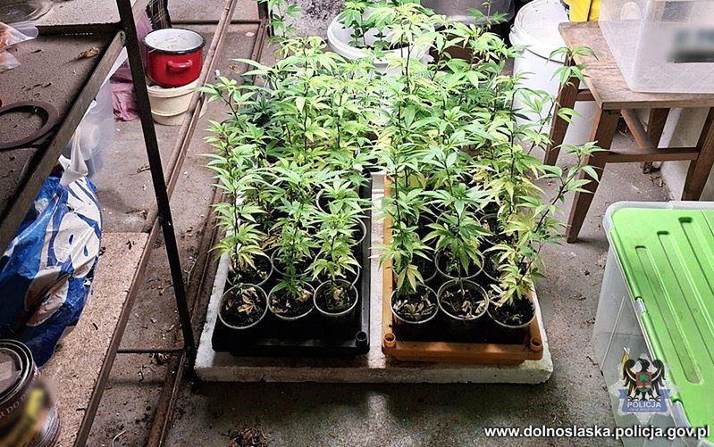Wałbrzych: Policja zlikwidowała plantację konopi i zabezpieczyła ponad 8 kg marihuany