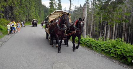 Kulawy koń ciągnął turystów nad Morskie Oko. Wstrząsające nagranie trafiło do sieci