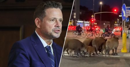 Dziki panoszą się w Warszawie. Trzaskowski zabrał głos