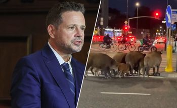 Dziki panoszą się w Warszawie. Trzaskowski zabrał głos
