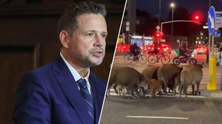 Dziki panoszą się w Warszawie. Trzaskowski zabrał głos