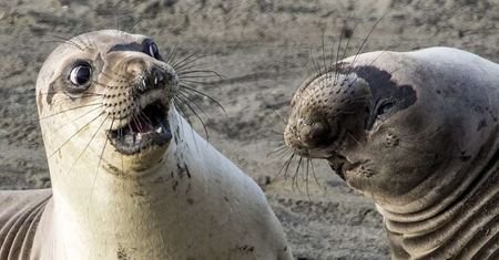 Dzikie zwierzęta wcale nie są takie straszne. Oto najzabawniejsze zdjęcia z konkursu Comedy Wildlife Photography Award