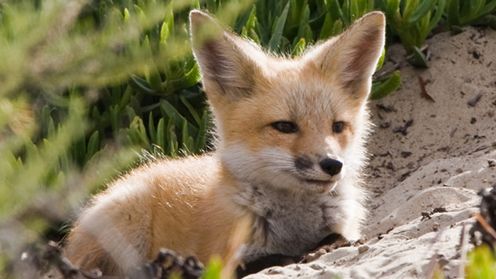 Mozilla lepsza od Microsoftu! 7 mln pobrań Firefoksa 4 w 24 godziny [akt.] 1