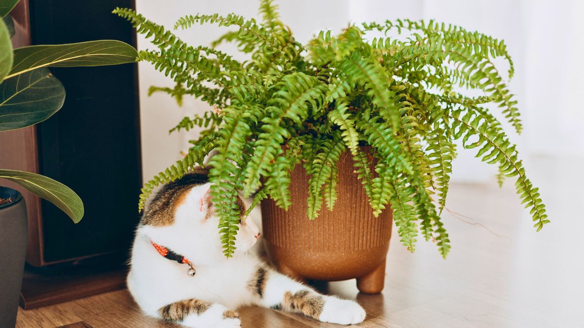 Kot leży przy paprotce