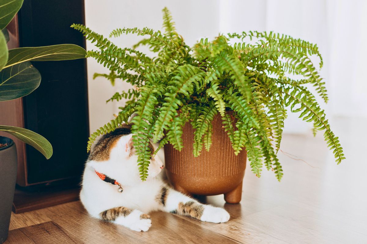 The cat is lying next to the fern.