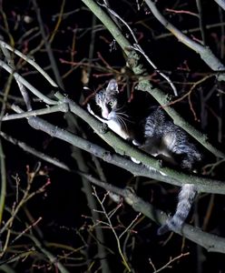 Chciał ratować ukochanego kota. Wkrótce zmarł