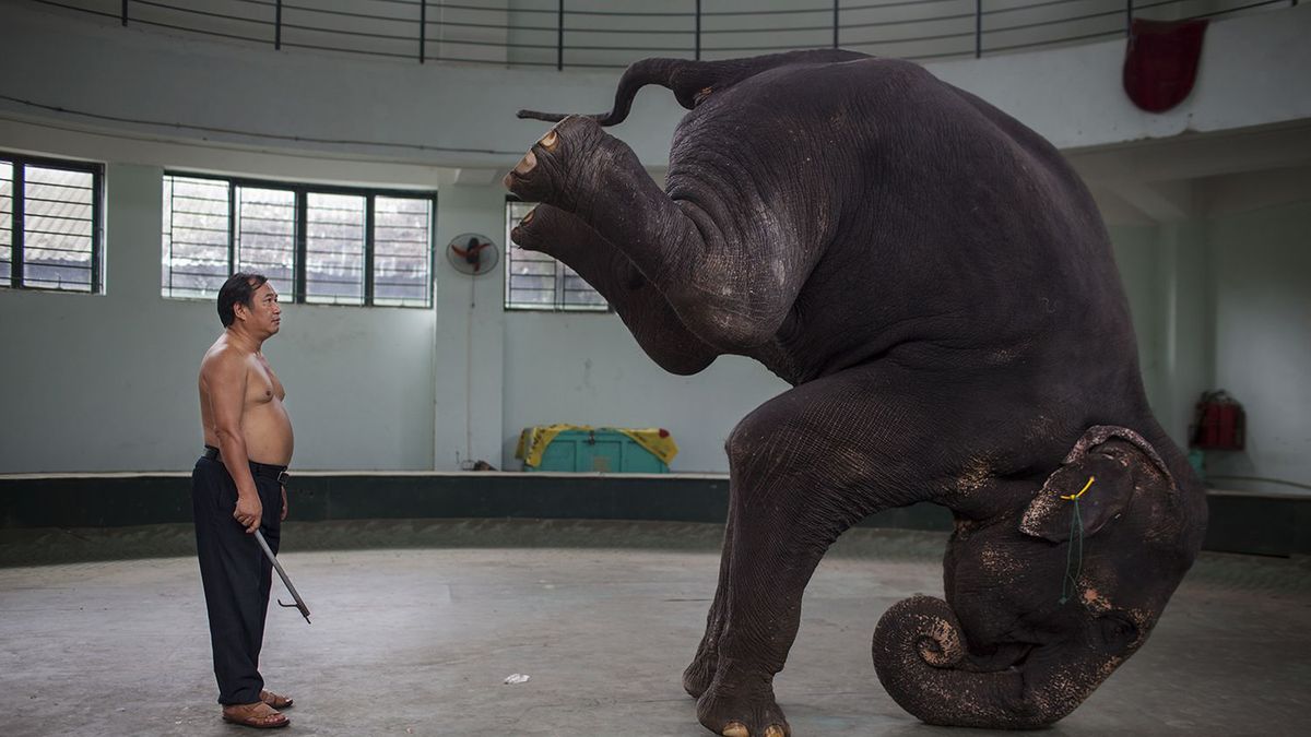 Z aparatem za kurtynę prawdziwego cyrku z Wietnamu 1