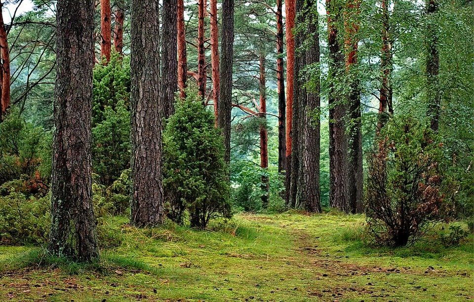 Bory Tucholskie. Co każdy turysta powinien o nich wiedzieć?