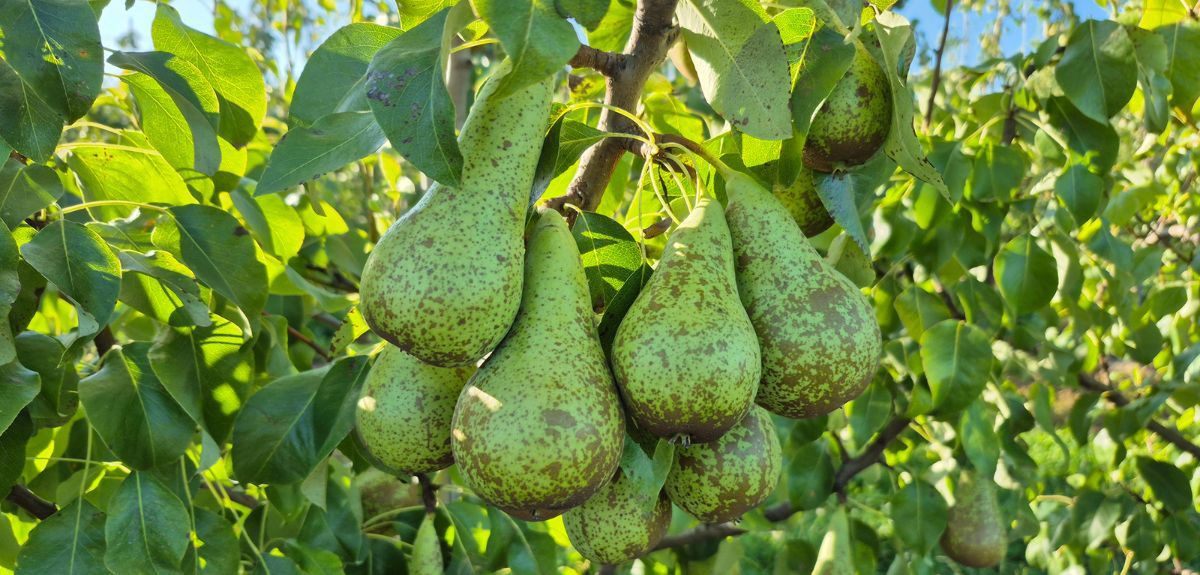 Dobre plony gruszek w Polsce. Europa zbiera mniej – rynek się otwiera