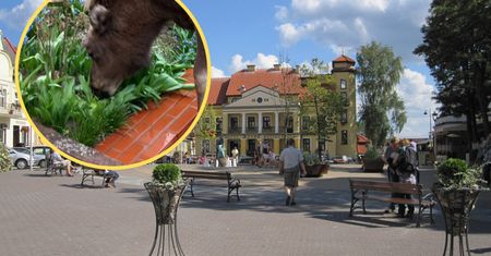 Chodzi po Mikołajkach. "Pod żadnym pozorem się nie zbliżać"