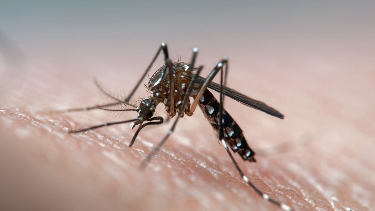 Aedes aegypti (dengue, zika, yellow fever mosquito) biting human skin, frontal viewDisease vector mosquito known for dengue, yellow fever and zika virusJoao Paulo Burini