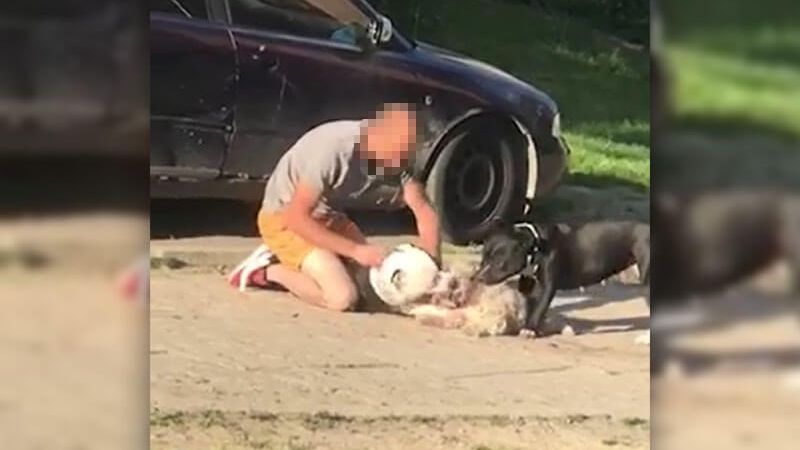 Opiekun amstaffów z Elizówki był poszukiwany przez policję