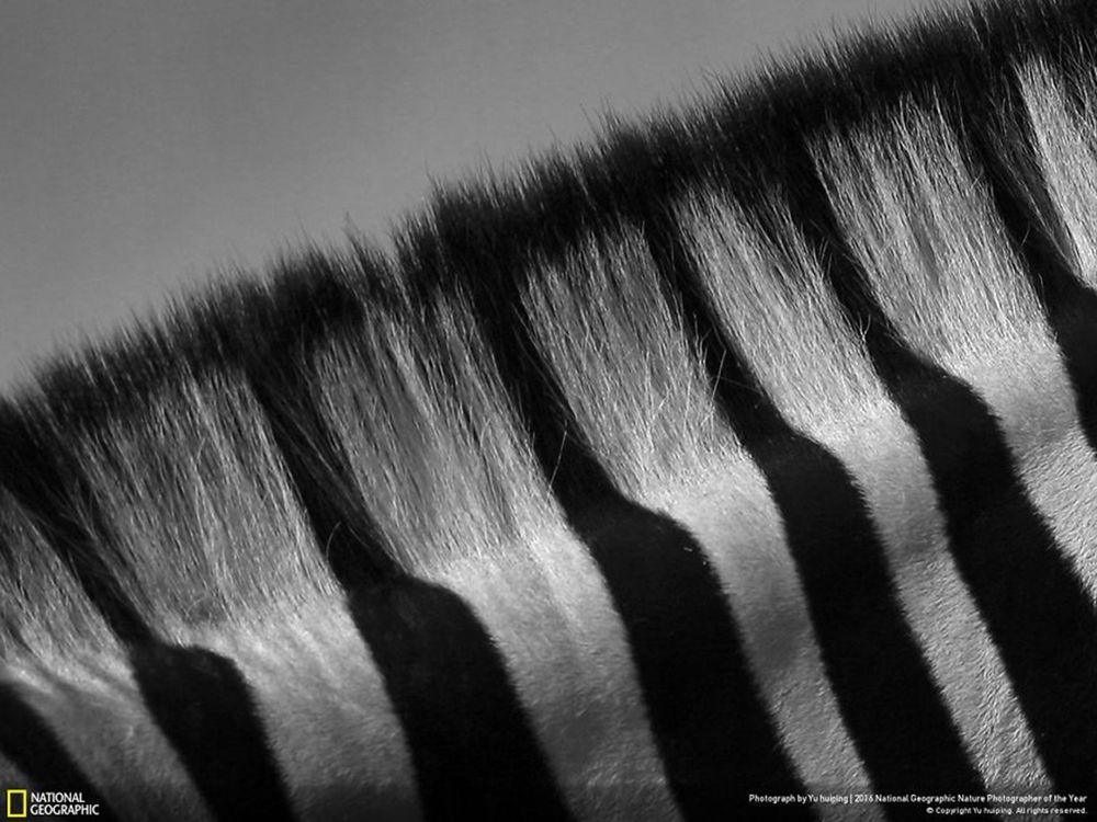 Fotografie natury, która nie przestaje zachwycać. Oto finałowe prace konkursu National Geographic Nature Photographer of the Year 2016 22