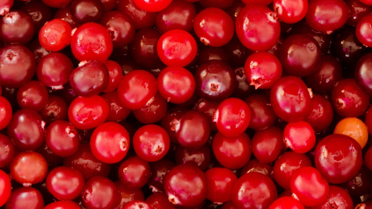 Żurawina działa bakteriobójczo, żurawina zwiększa wrażliwość bakterii na antybiotyki 