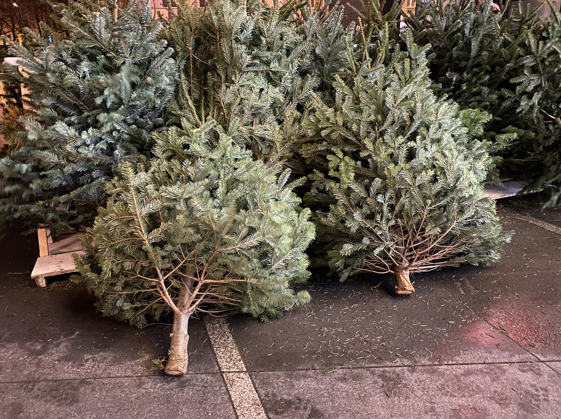 Nie wszystkie z drzewek, zwiezionych ze szkółek na miejskie targowiska, zabłysną światełkami (Barbara Kwiatkowska)