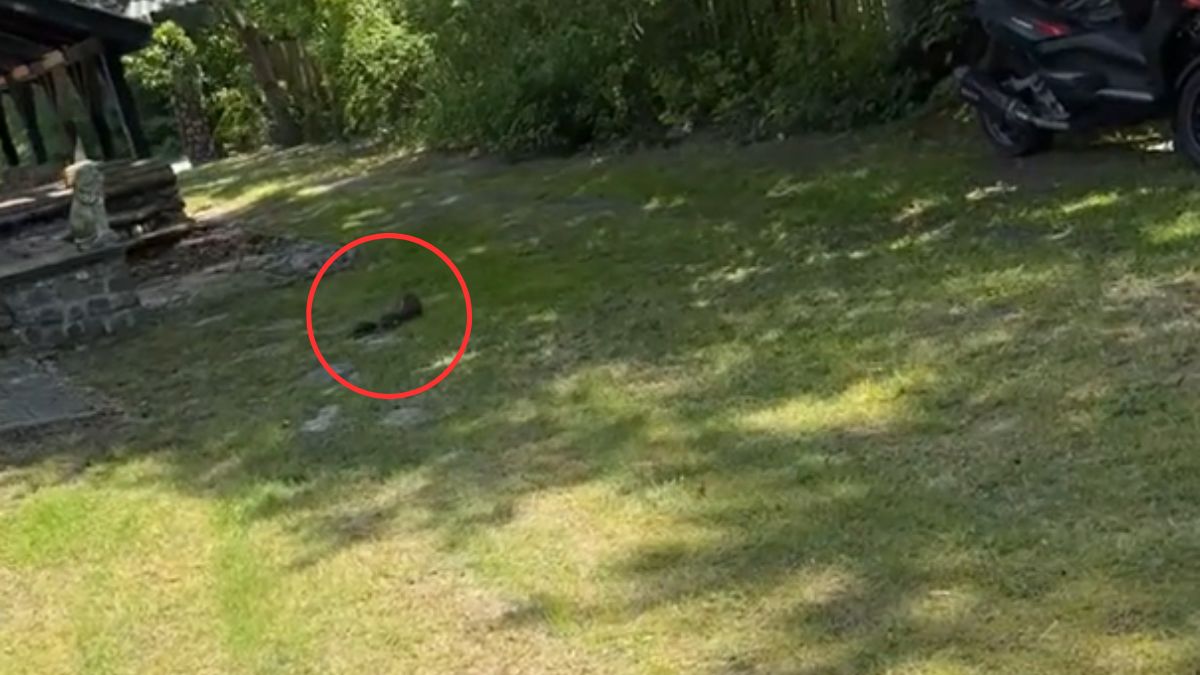 Zobaczył trzy jeże w ogrodzie. Od razu zaczął nagrywać.