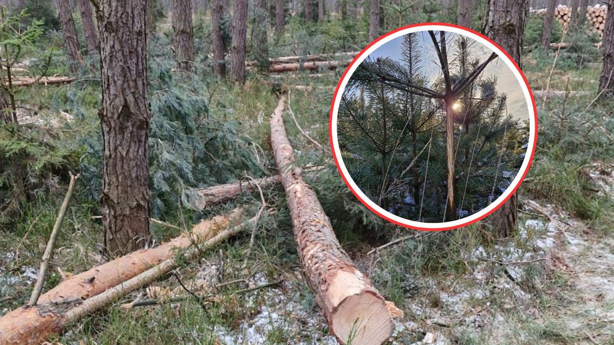 Leżące drzewa w lesie? To nie przypadek
