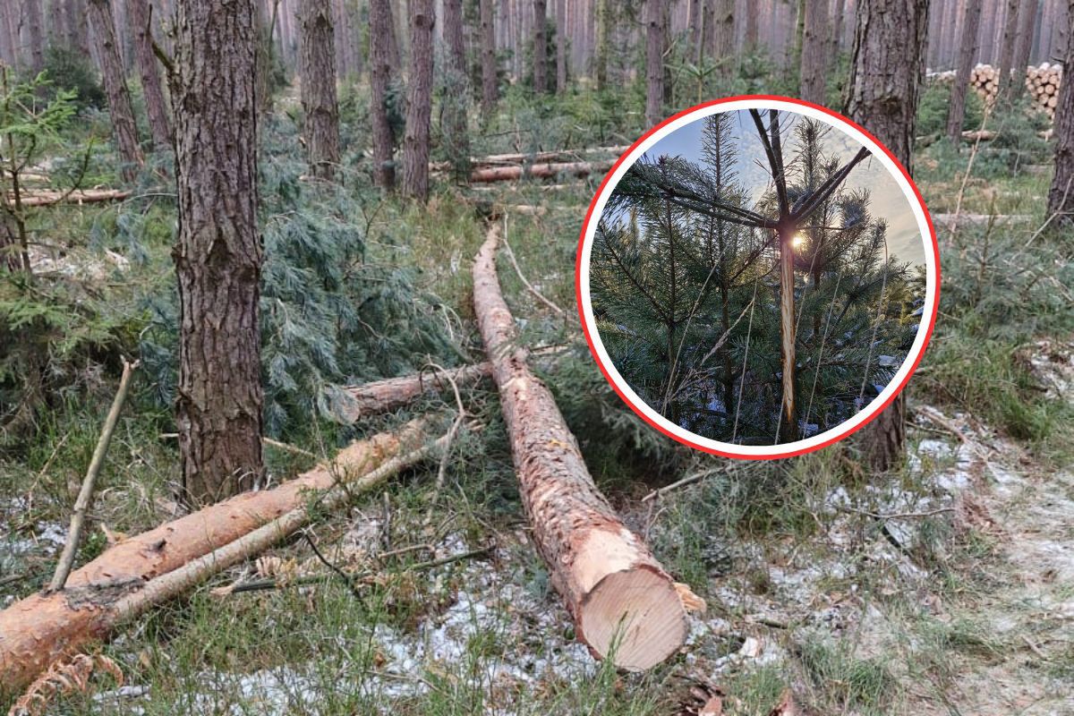 Widzisz je w lesie? Zostaw. Leżą tam celowo. Leśnicy mówią po co
