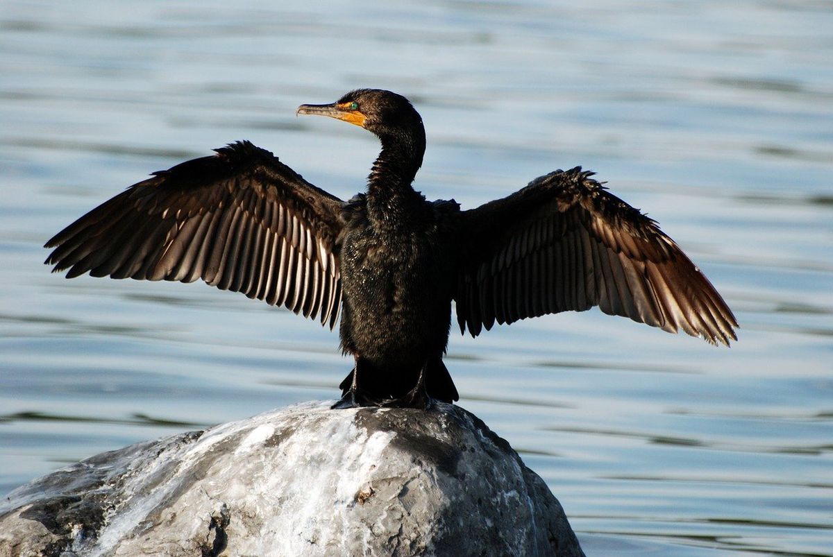 Rozpiętość skrzydeł kormorana może wynosić nawet 160 cm (zdjęcie poglądowe)