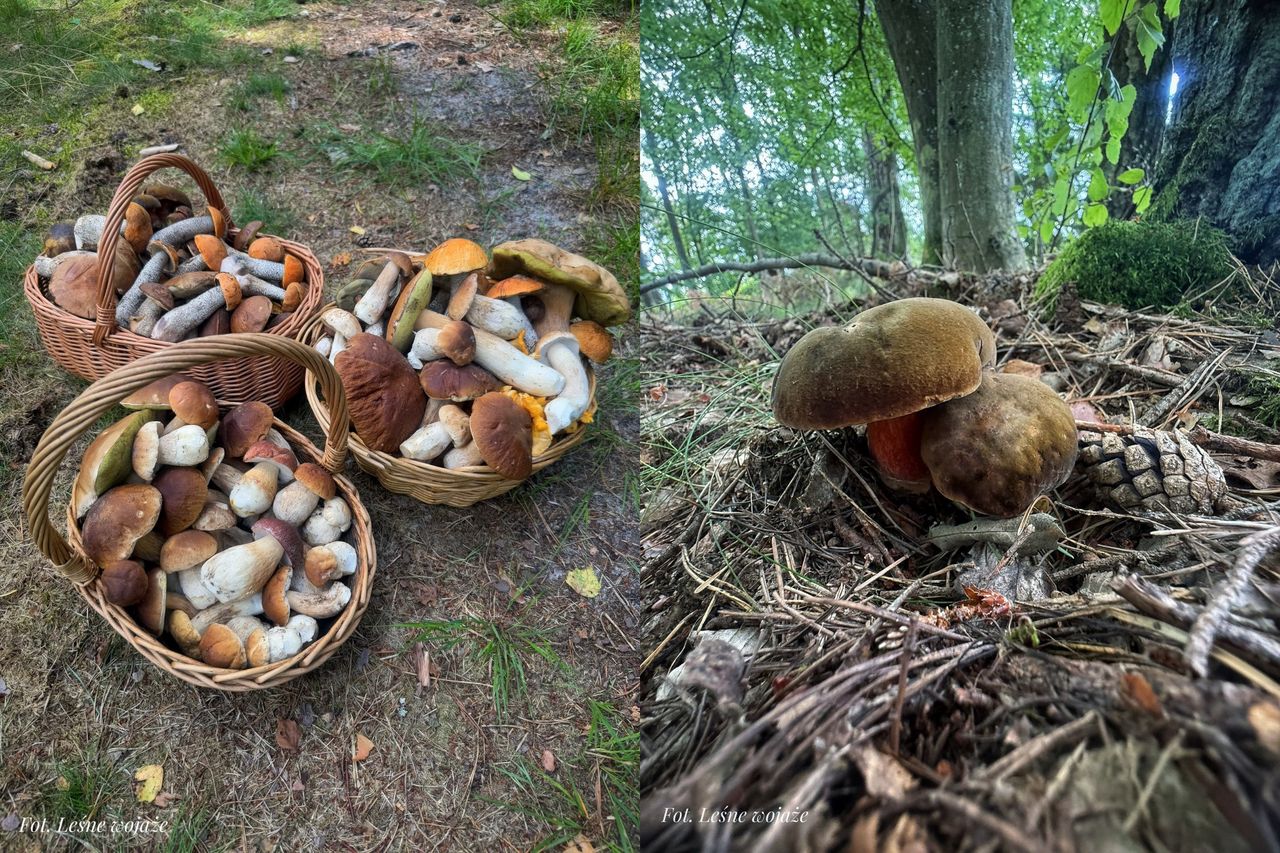 O 11:00 poszła do lasu. Oto efekt
