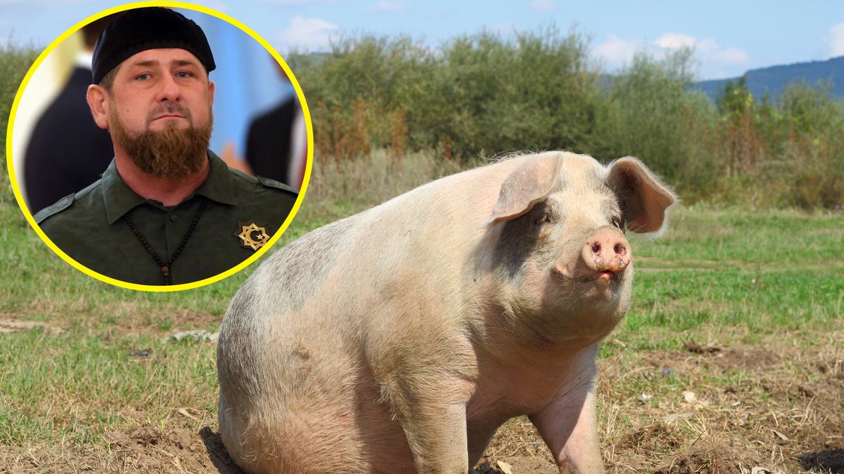 Ukraińcy nadali ciekawą nazwę nowej rasie świń 