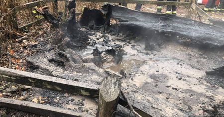 Brodnica. Ktoś podpalił znany dąb, jest nagroda za pomoc w ujęciu sprawcy