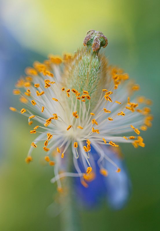 Znamy zwycięzców konkursu International Garden Photographer of the Year 2016 4