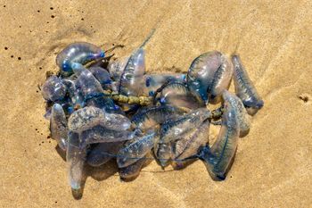 Pojawiły się na plażach w Europie. Nigdy nie dotykaj