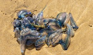 Pojawiły się na plażach w Europie. Nigdy nie dotykaj