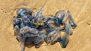 Pojawiły się na plażach w Europie. Nigdy nie dotykaj