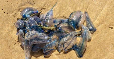 Pojawiły się na plażach w Europie. Nigdy nie dotykaj