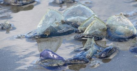 Morze wyrzuca tajemnicze stworzenia. Eksperci ostrzegają