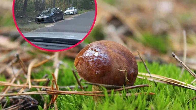 W Kampinoskim Parku Narodowym grzybiarze parkują w niedozwolonych miejscach