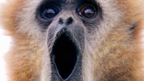 Google oskarża Microsoft: Bing małpuje naszą wyszukiwarkę! 1