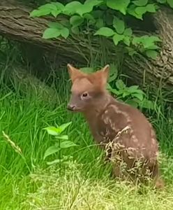 Warszawa. Pudu południowa czeka na imię. To może być Mała Mi