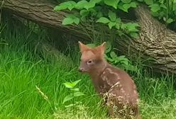 Warszawa. Pudu południowa czeka na imię. To może być Mała Mi